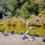 TE HUUR - KANTOREN - JETTE  (BRUSSEL)