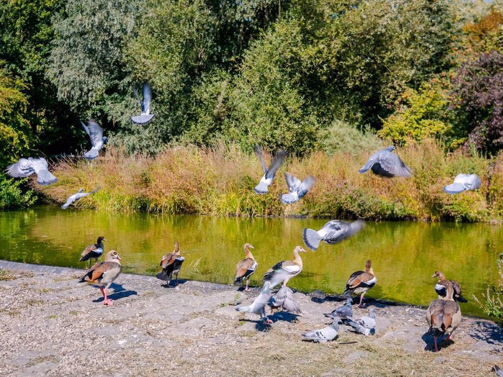 TE HUUR - KANTOREN - JETTE  (BRUSSEL)